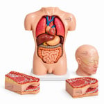 Human Torso 90cms